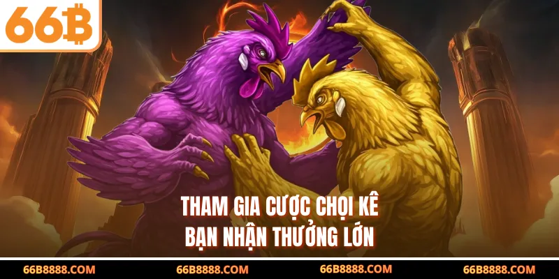 Tham gia cược chọi kê bạn nhận thưởng lớn